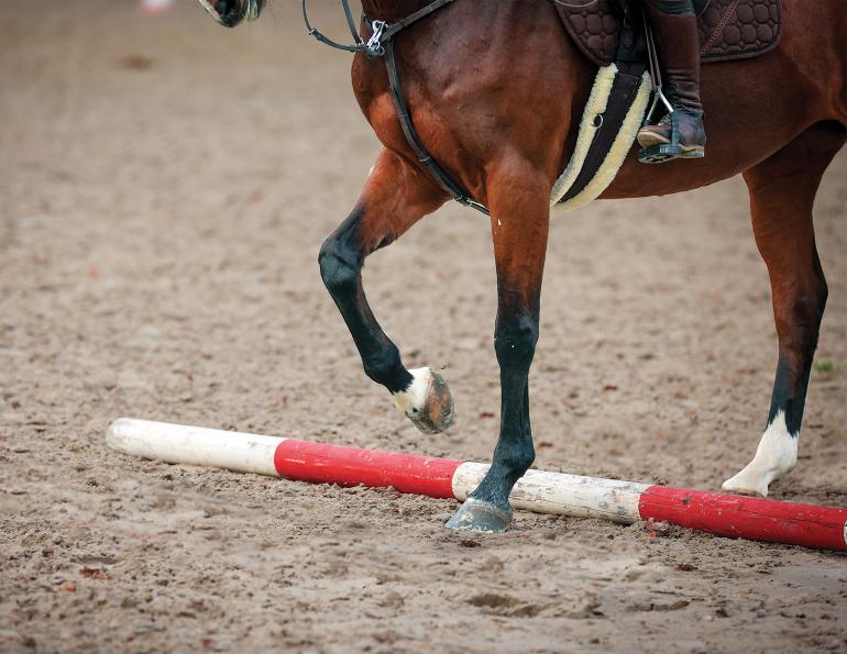 horse groundwork exercises